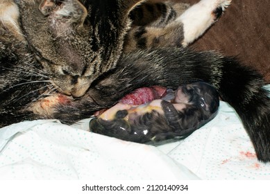 are cats and dogs born with umbilical cords