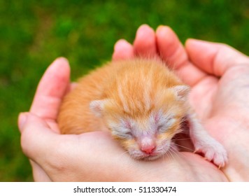 New Born Baby Cat High Res Stock Images Shutterstock