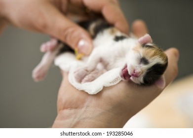 Newborn Kitten In  Hands