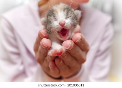 Newborn Kitten In Hands