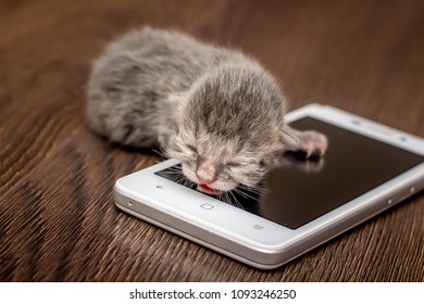 Newborn kitten is having  rest on cell phone. Familiarity with  latest technology from early childhood