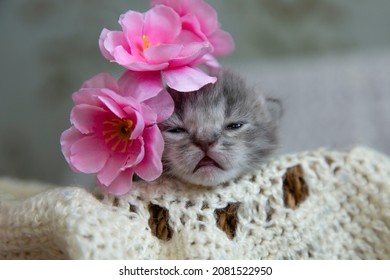 A newborn kitten is napping on a knitted shawl. The kitten's eyes did not open, the kitten's age is one week. Decorative flowers on the kitten's head.