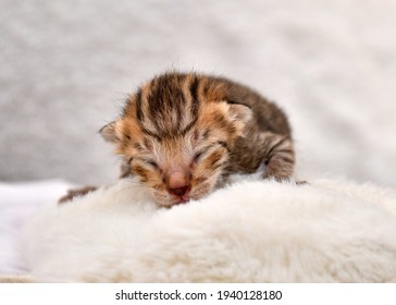 Newborn Kitten Sleeping In A Plain White Background.