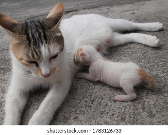 Bayi Kucing Images, Stock Photos u0026 Vectors  Shutterstock