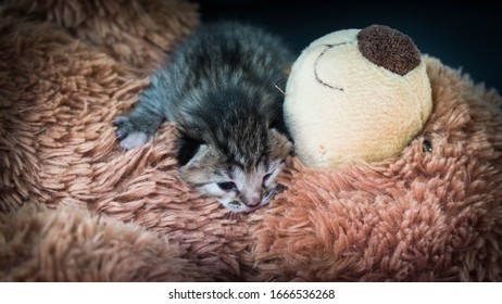 Kitten and bear