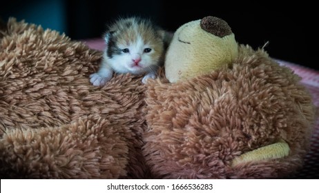 Kitten and bear