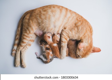 Newborn Kittens Drink Their Mothers Milk Stock Photo (Edit Now) 1803293338