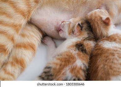 Newborn Kittens Drink Their Mothers Milk Stock Photo 1803300646 ...