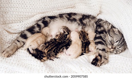 28,481 Cat Newborn Kittens Images, Stock Photos & Vectors | Shutterstock