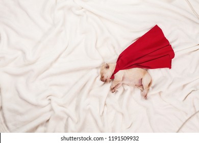 Newborn Labrador Puppy Dog With Superhero Cape Sleeping On White Blanket - Top View