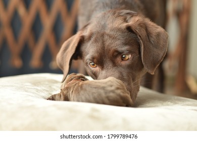 Labrador Newborn Fotos Imagenes Y Otros Productos Fotograficos De Stock Shutterstock