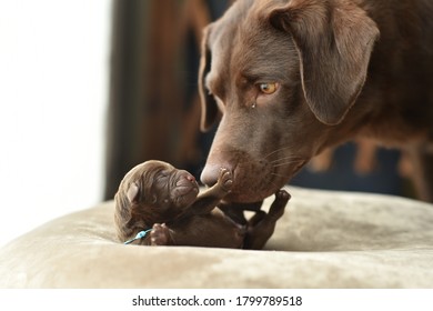Newborn Labrador Retriever Baby and Mother