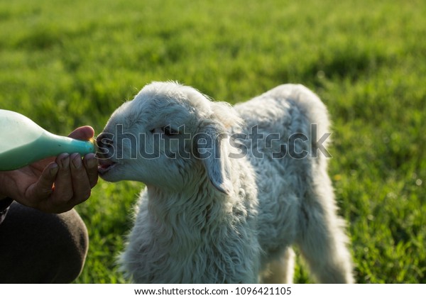 Newborn Lamb Drinks Milk On Farm Stock Photo 1096421105 | Shutterstock