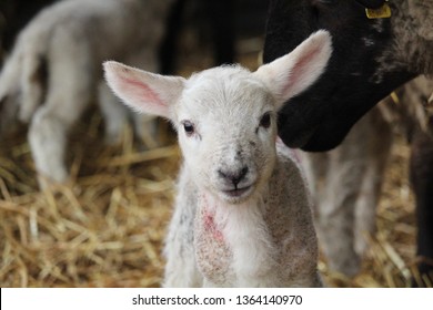 Newborn Lamb happy young Ireland in green field sheep lamb - Shutterstock ID 1364140970