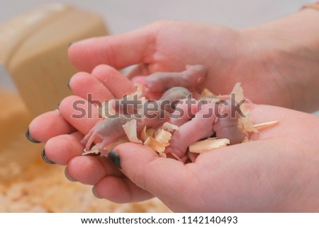 Newborn little blind mice in woman's hands. Close-up woman's hands.