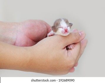 Newborn Little Kitten On The Hand