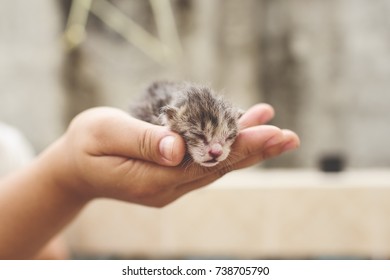 Newborn Little Kitten On The Hand,  Vintage Tone