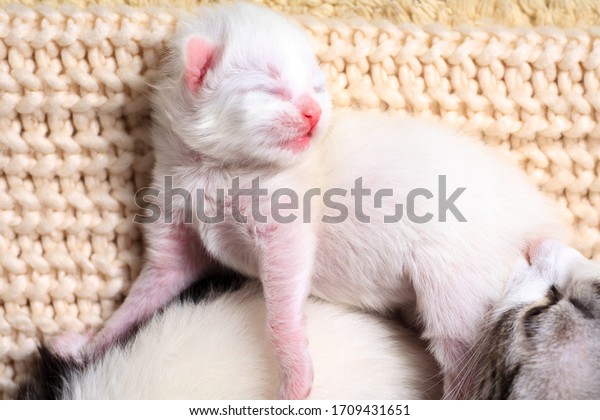 生まれたての子猫は 初めて目を閉じたまま牛乳を吸う 小さなアルビノの子猫は完全に白い その猫は子猫を産み 一緒に眠る の写真素材 今すぐ編集