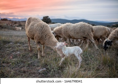 Newborn little lamb with his mother at sunset - Shutterstock ID 1646798041