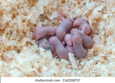 Ratones Bebes Imagenes Fotos De Stock Y Vectores Shutterstock