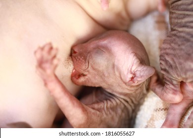 Newborn Little Naked Bald Hairless Kitten For The First Time Suck A Cats Milk With Eyes Closed. Canadian Sphynx Cat Feeds Its Cubs, A Cat Feeds Kittens.