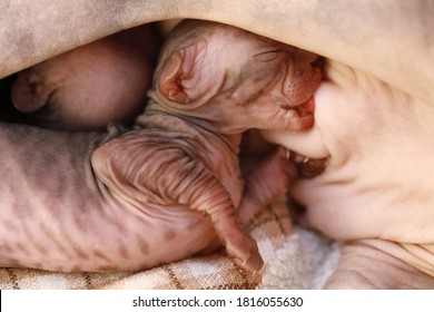 Newborn Little Naked Bald Hairless Kitten For The First Time Suck A Cats Milk With Eyes Closed. Canadian Sphynx Cat Feeds Its Cubs, A Cat Feeds Kittens.