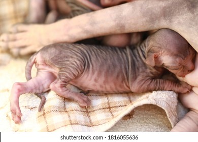 Newborn Little Naked Bald Hairless Kitten For The First Time Suck A Cats Milk With Eyes Closed. Canadian Sphynx Cat Feeds Its Cubs, A Cat Feeds Kittens.