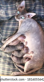 Newborn Little Naked Bald Hairless Kitten For The First Time Suck A Cats Milk With Eyes Closed. Canadian Sphynx Cat Feeds Its Cubs, A Cat Feeds Kittens.