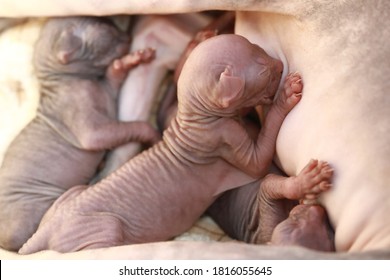 Newborn Little Naked Bald Hairless Kitten For The First Time Suck A Cats Milk With Eyes Closed. Canadian Sphynx Cat Feeds Its Cubs, A Cat Feeds Kittens.