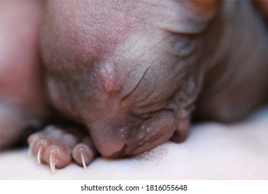 Newborn Little Naked Bald Hairless Kitten For The First Time Suck A Cats Milk With Eyes Closed. Canadian Sphynx Cat Feeds Its Cubs, A Cat Feeds Kittens.