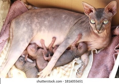 Newborn Little Naked Bald Hairless Kitten For The First Time Suck A Cats Milk With Eyes Closed. Canadian Sphynx Cat Feeds Its Cubs, A Cat Feeds Kittens.