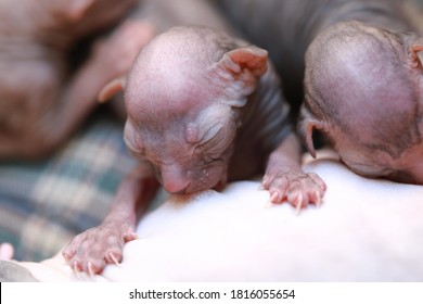 Newborn Little Naked Bald Hairless Kitten For The First Time Suck A Cats Milk With Eyes Closed. Canadian Sphynx Cat Feeds Its Cubs, A Cat Feeds Kittens.