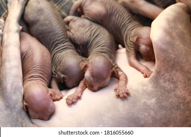 Newborn Little Naked Bald Hairless Kitten For The First Time Suck A Cats Milk With Eyes Closed. Canadian Sphynx Cat Feeds Its Cubs, A Cat Feeds Kittens.