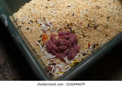 Newborn Mice In Cage. Tiny Naked Blind Mice.