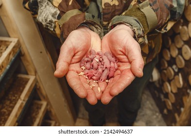 Newborn Mice On Human Palms. Tiny Naked Blind Mice