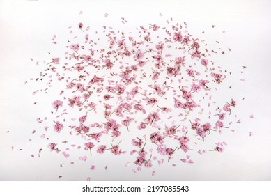 Newborn Photoshoot Backdrop Background Spring Summer Easter Cherry Blossoms