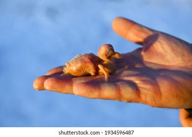 A newborn pigeon chick lies in the palm of a man. Orangevo - the yellow cub is still blind. Illuminated by the setting sun. - Shutterstock ID 1934596487