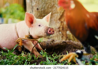 Newborn Piglet And Colorful Cock Bird On Green Grass On A Farm.