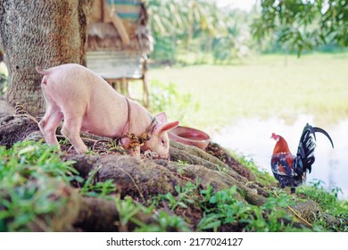 Newborn Piglet And Colorful Cock Bird On Green Grass On A Farm.