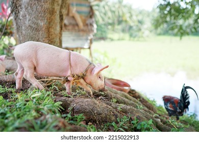 Newborn Piglet And Colorful Cock Bird On Green Grass On A Farm.