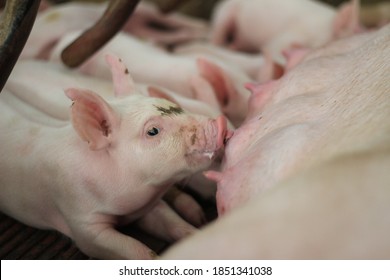 Newborn Piglet And Sow In Lactation Pen Of Large Swine Farm