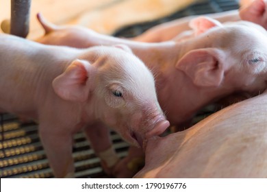 The newborn piglet is sucking colostrum from the sows' breast.

