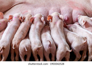 A Newborn Piglet Is Sucking Milk From A Mother Pig