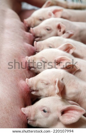 Newborn piglets suckling.