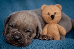 Newborn Puppies. Cane Corso Puppies, Formentino Color. Cane Corso Puppies Are Two Weeks Old. Newborn Puppy Shoot.