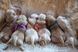 Newborn Puppies Feeding. Golden Retrievers, One Day Old With Crocheted Colorful Collars.