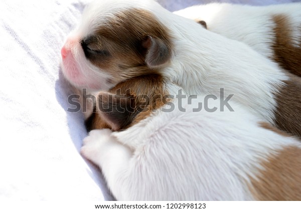 45+ Brown Shih Tzu Newborn Puppies