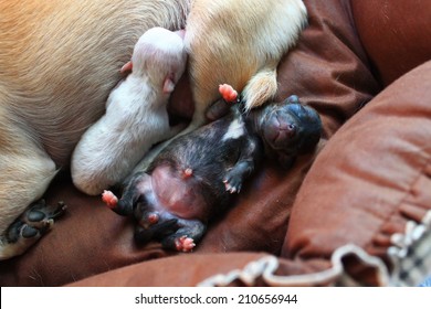 Newborn Puppy