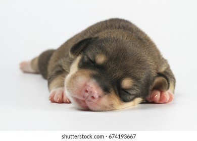 Newborn Puppy