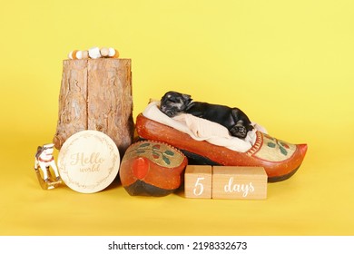 Newborn Puppy Asleep In A Dutch Wooden Clog